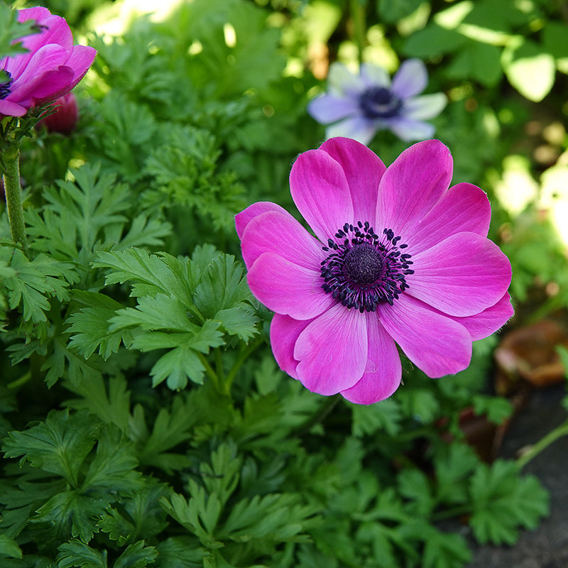 coronaria 'Sylphide'