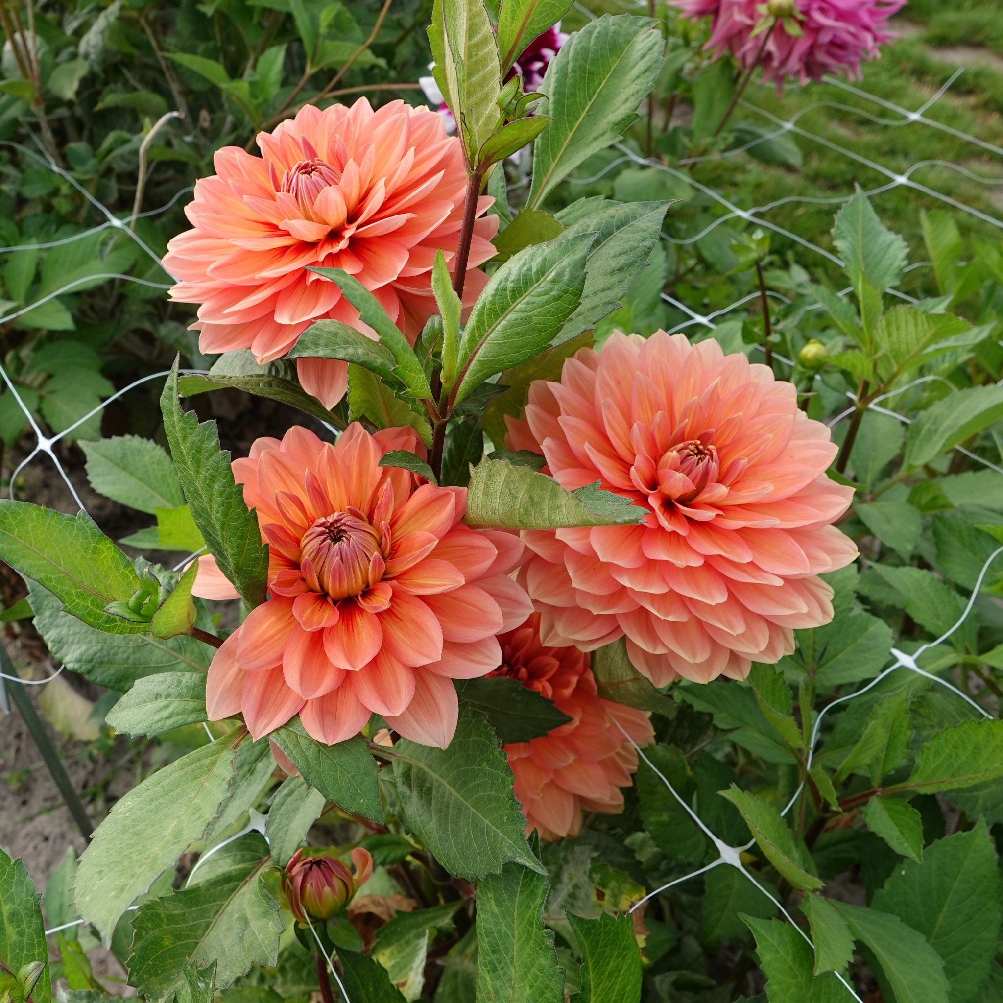 【美品_即日発送】NORTHWAVE DAHLIA 24cm 22-23モデル Dahlia 'Nicholas' | Waterlelie dahlia in zalm en koper – The
