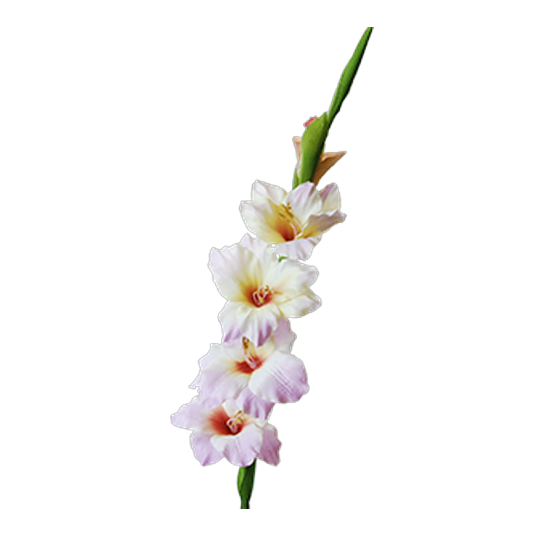 Gladioli