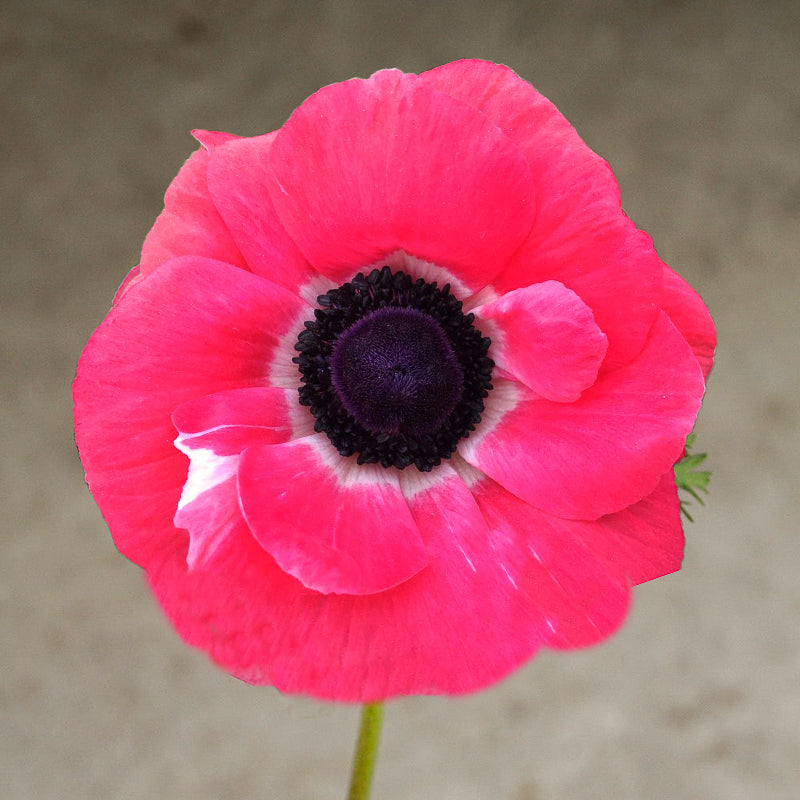 Mistral Rosa Shocking