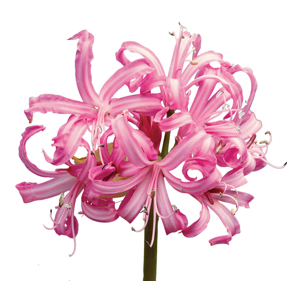 Other summer bloomers