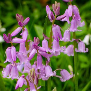 Hyacinthoides roze