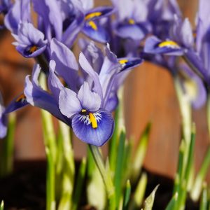 Iris Reticulata blue