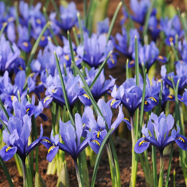Iris Reticulata blue