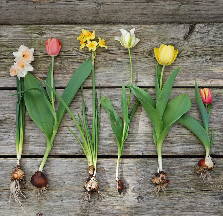 De narcissen zijn inmiddels zo goed als uitgebloeid en het tulpenseizoen begin ook ten einde te lopen. Nu zijn de mooie bloemen weg en blijf je met de groene bladeren zitten. Wist je dat de verzorging van de bloembol na de bloei heel belangrijk is?